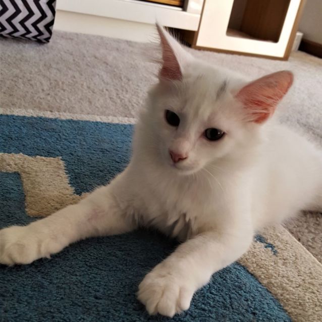 Photo of Higgins ^^Dandy Cat Rescue^^