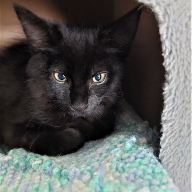 Photo of Sadie ^^Dandy Cat Rescue^^