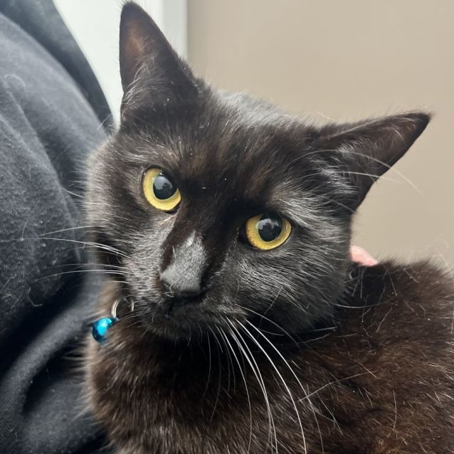 Sabrina Salem Saberhagen Female Domestic Short Hair Cat In VIC sabrina-salem-saberhagen-female-domestic-short-hair-cat-in-vic