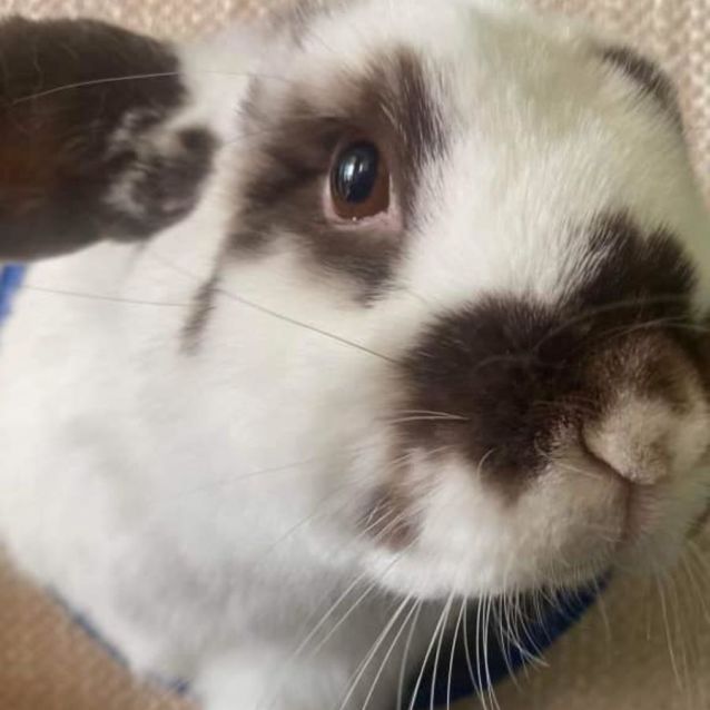 Photo of Pumpkin And Juliette