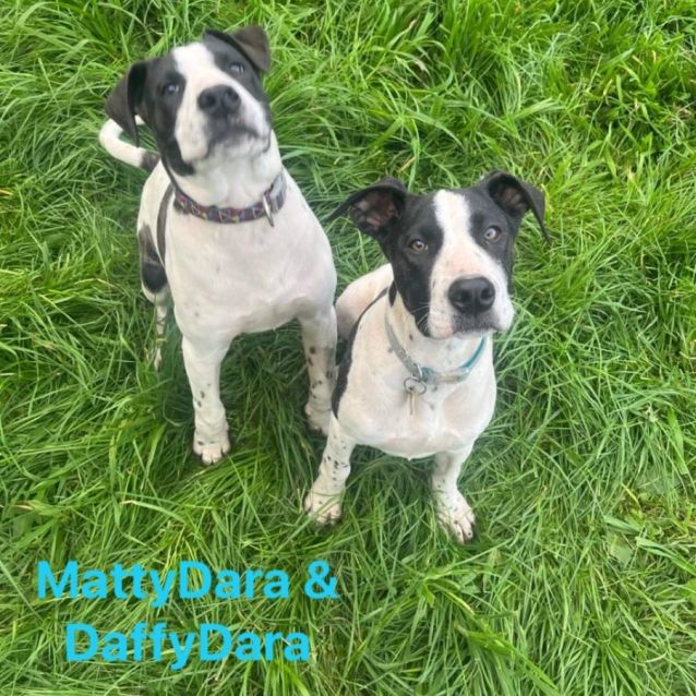 Photo of Dannys Litter