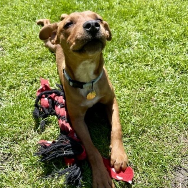 Granger Medium Male Staffy x Australian Stumpy Tail Cattle Dog Mix Dog in VIC PetRescue