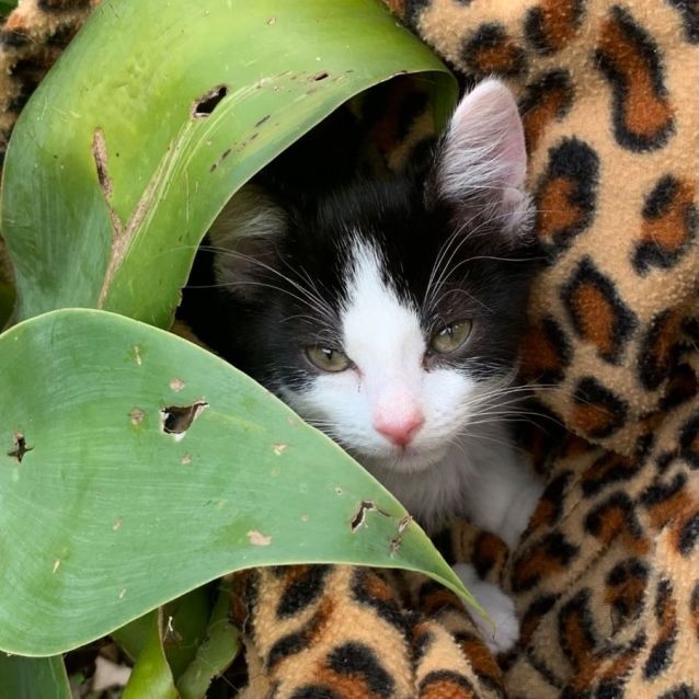 Photo of Jake 😺😺😺