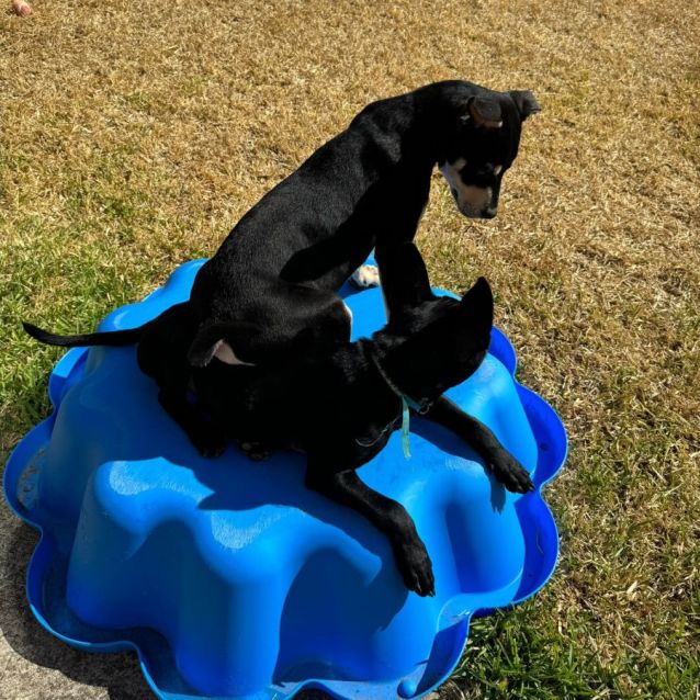 Photo of Rowan English Staffy