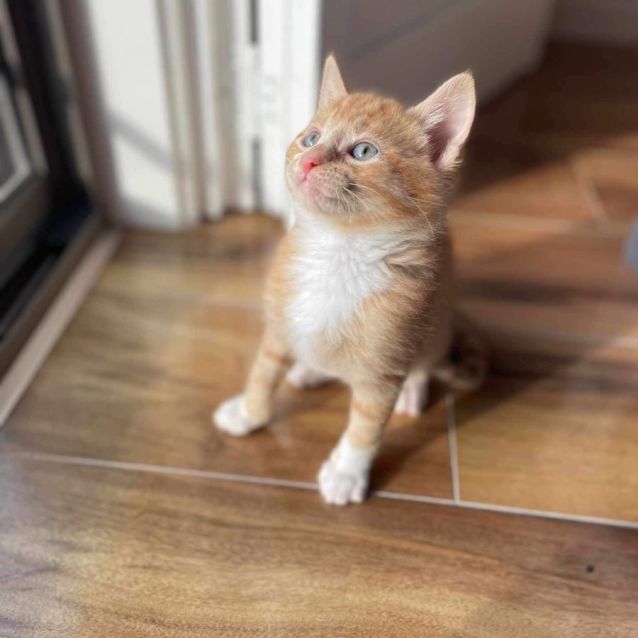 Photo of Crawford And Lavender