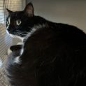 Photo of Bandit