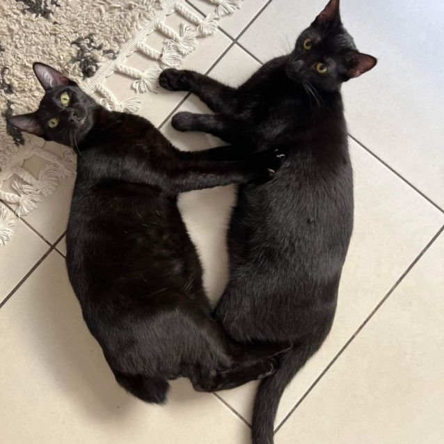 Photo of Jet And Shadow