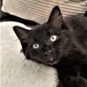 Photo of Ebony ^^Dandy Cat Rescue^^