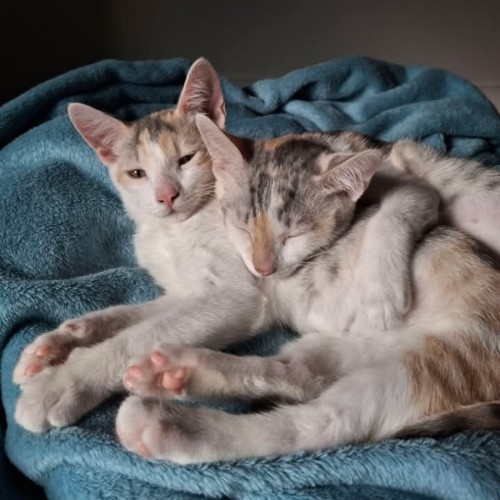 Flossie and Misty
