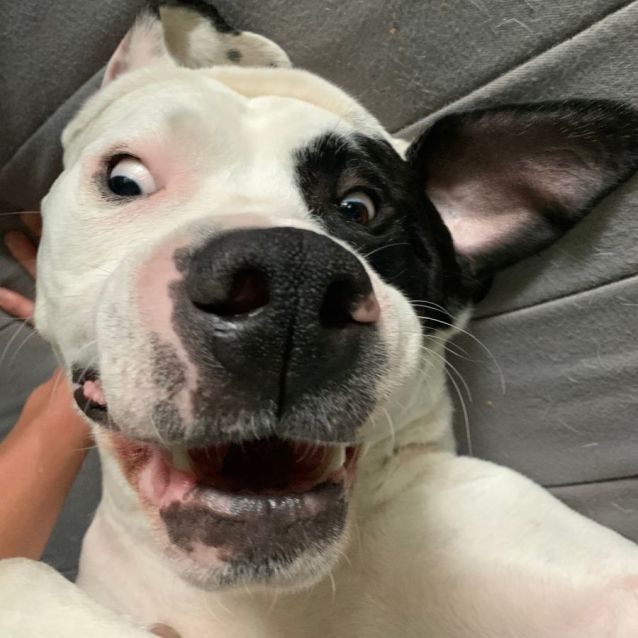 Photo of Duke (Located In Wantirna South)