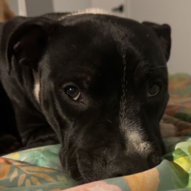 Photo of Max