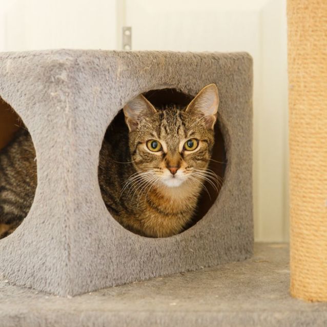 Photo of Cupid & Arrow *9 Lives Project Rescue*