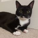 Photo of Misty **2nd Chance Cat Rescue**