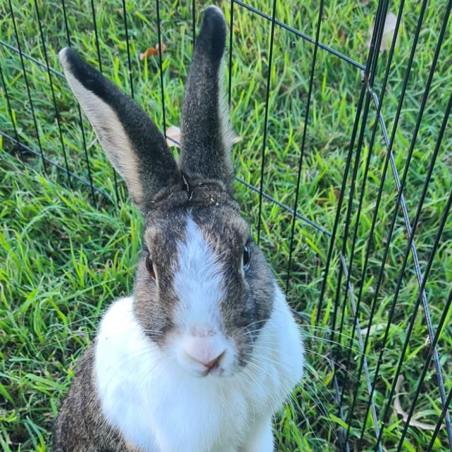 Photo of Hot Cross Bun
