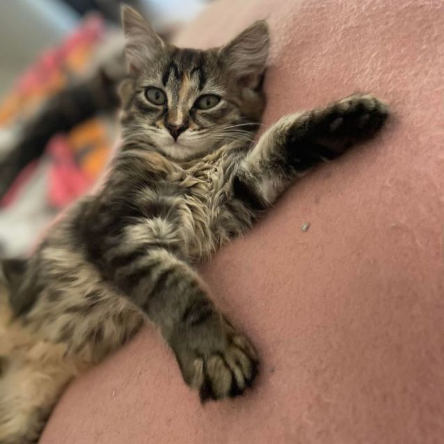 Photo of Storm & Rocky (Located In South Morang)