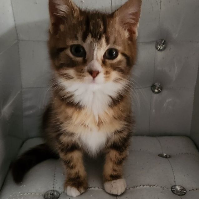 Photo of Hawthorne ^^Dandy Cat Rescue^^