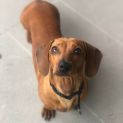 Photo of Sizzle
