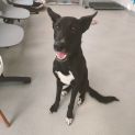 Photo of 💟 Oscar C04370 💟