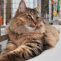 Photo of Sunny (Sunflower)