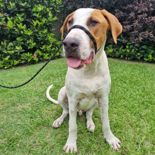 Cloud * $150 Adoption Fee *