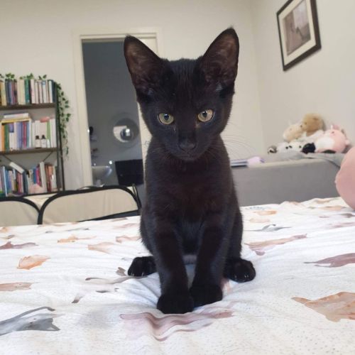 Black Bean ~ Meet @ Petstock Keysborough 12/2/23