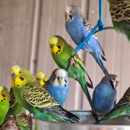 Budgies, Budgies, Budgies!!