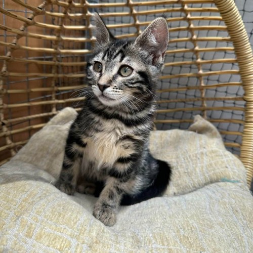 Amy ** 2nd Chance Cat Rescue**