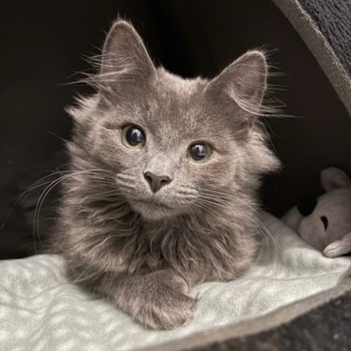 Silberfuchs**2nd chance cat rescue**