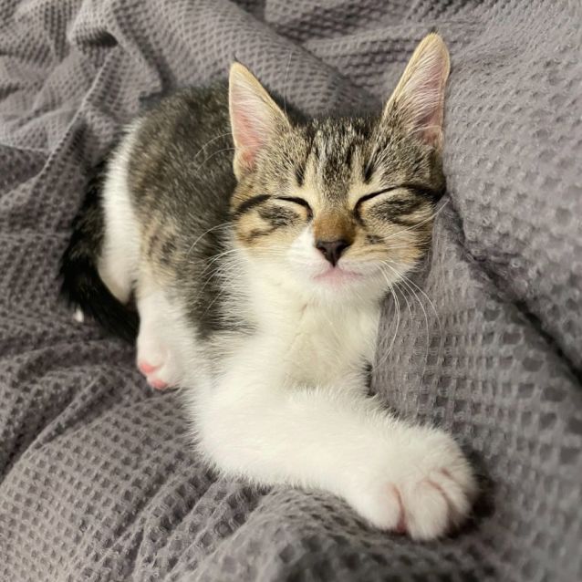 Photo of Dahlia ^^Dandy Cat Rescue^^