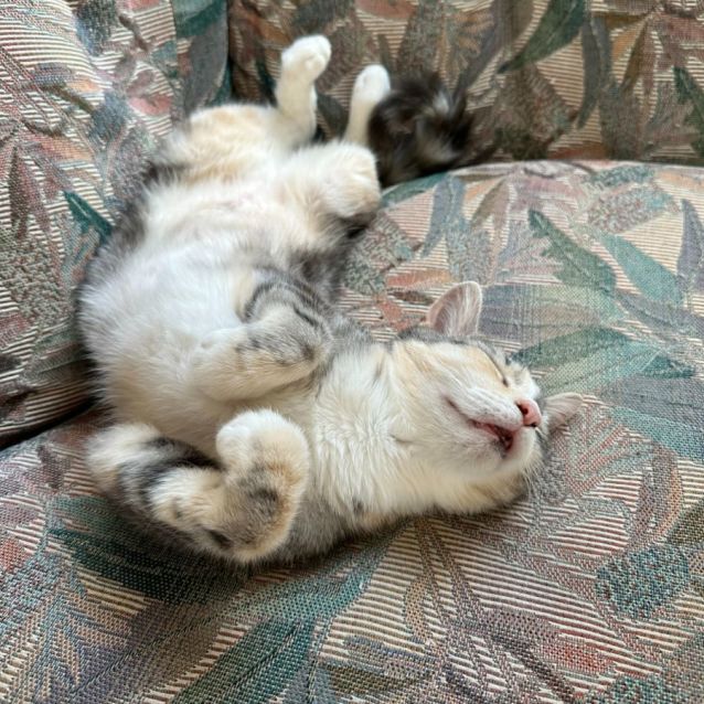 Photo of Vixen 💗