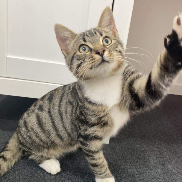 Photo of Terrance Trent Darby