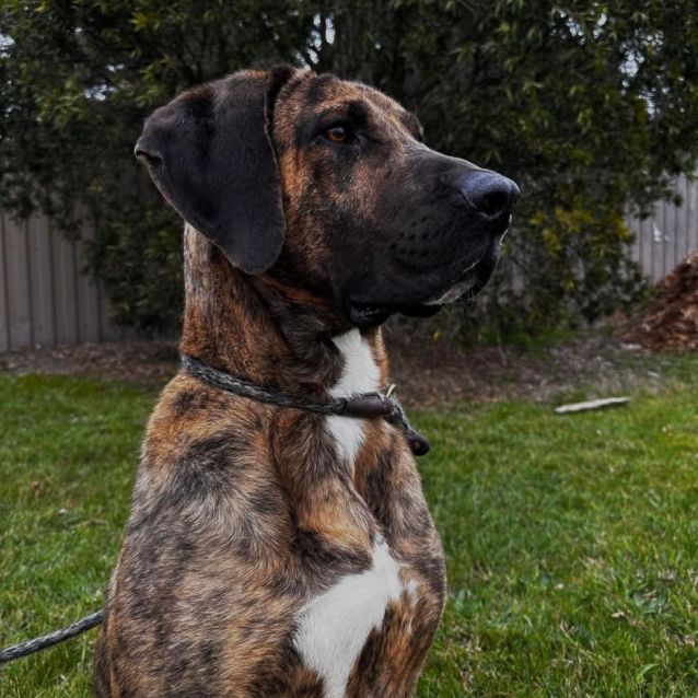 Photo of Samson