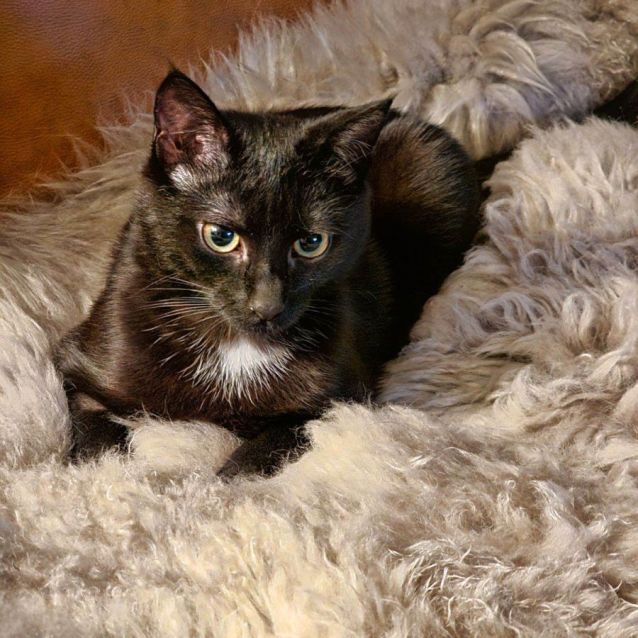 Photo of Violet **2nd Chance Cat Rescue**