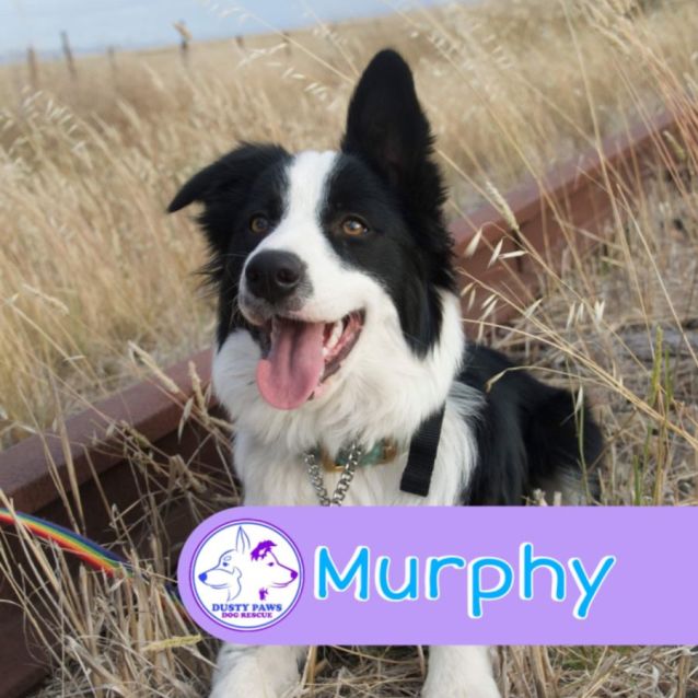 Photo of Murphy