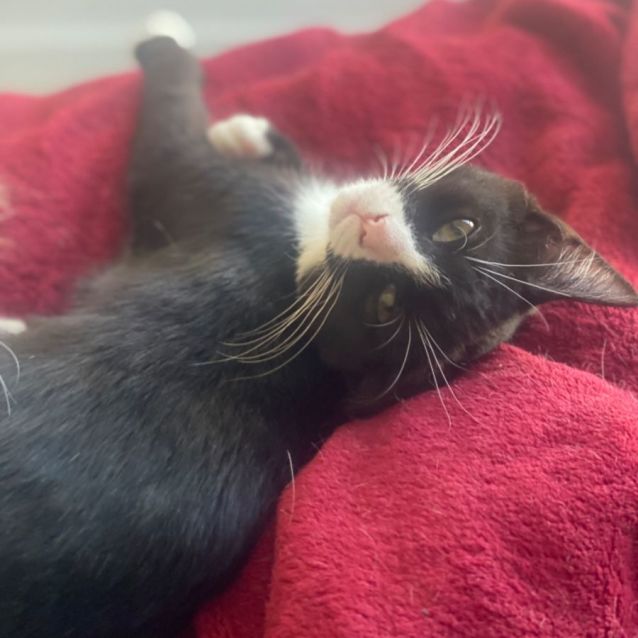 Photo of Samara **2nd Chance Cat Rescue**