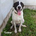 Photo of Tucker