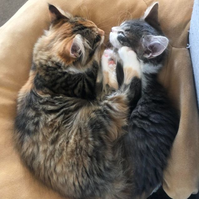 Photo of Chungus (Located In Hawthorn)