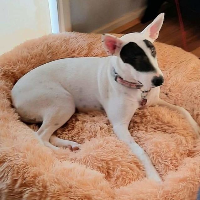 Photo of Ariana Dumbledore 