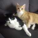 Photo of Kiedis & Tilly
