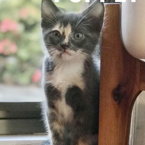 Puppet **2nd Chance Cat Rescue**