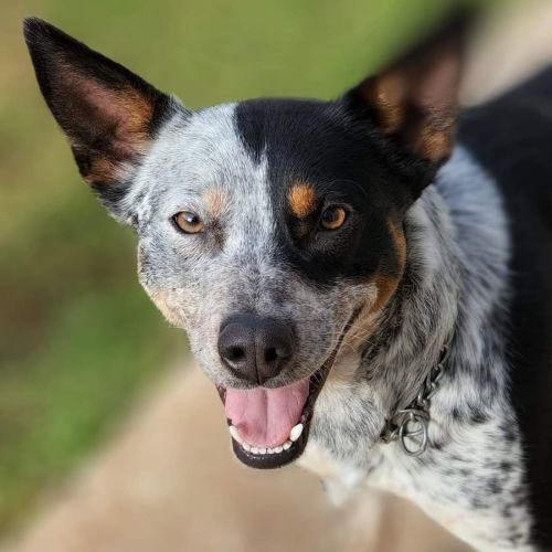 Squirt- Blue Heeler