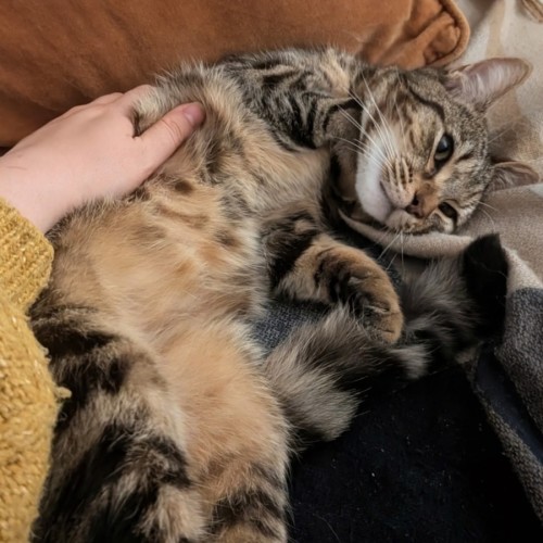 Linus 
