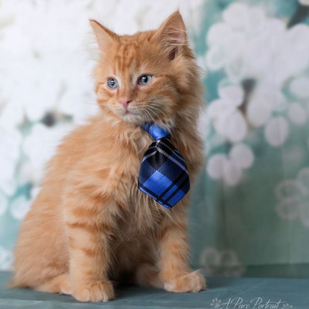 Photo of Humphrey + Barney