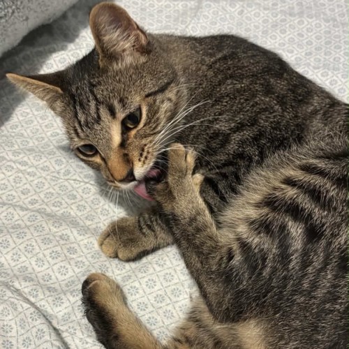 Simon
