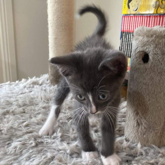 Photo of Beau  8 Week Old Kitten (On Trial 25/12/2021)