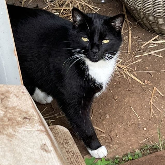 Photo of Lewis & Morse   Bonded Sister And Brother