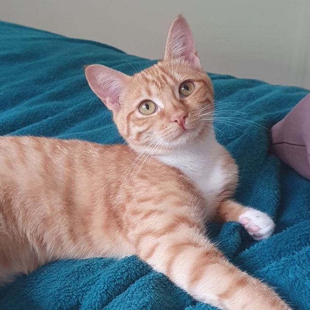 Photo of Shelby ^^Dandy Cat Rescue^^