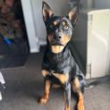 Photo of Rex