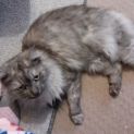 Photo of Sparkles