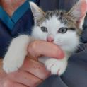 Photo of Pussiene